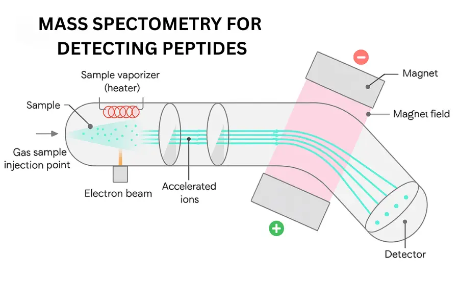 Mass Spectometry For detecting peptides depicting how peptides can show on drug test