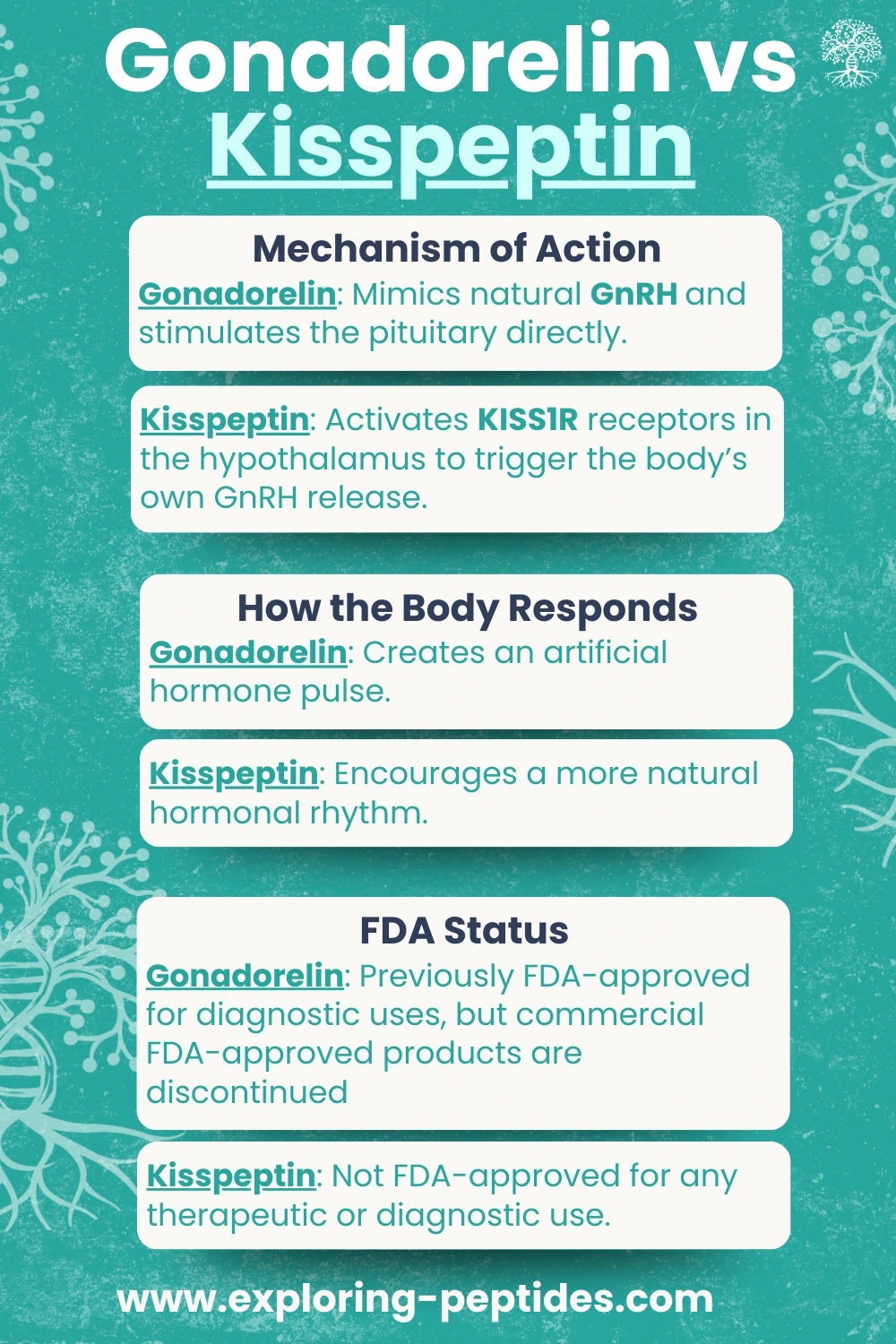 Infographic comparing Gonadorelin vs Kisspeptin, detailing mechanism of action, body response (artificial vs natural rhythm), and FDA status (Gonadorelin discontinued, Kisspeptin not FDA-approved).